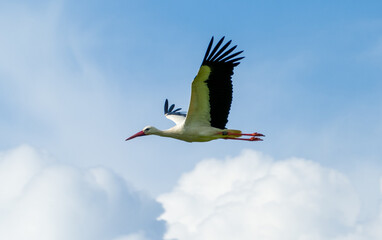 White stork (Ciconia ciconia) flying with spread wings with partly cloudy sky in the background © Tobias