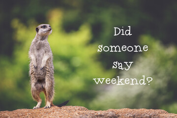 Meerkat asking if it's the weekend yet - obrazy, fototapety, plakaty