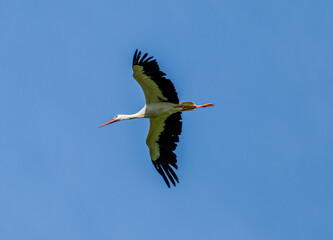 Naklejka premium White stork (Ciconia ciconia) flying with spread wings with partly cloudy sky in the background