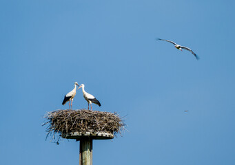 Two baby storks (Ciconia ciconia) sitting on a nest with blue sky in the background