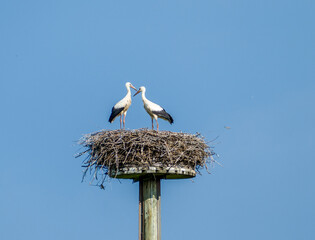 Two baby storks (Ciconia ciconia) sitting on a nest with blue sky in the background