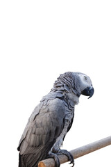 American gay bird with white background.