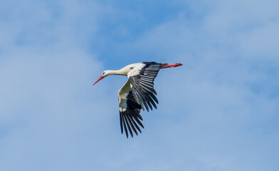 White stork (Ciconia ciconia) flying with spread wings with partly cloudy sky in the background