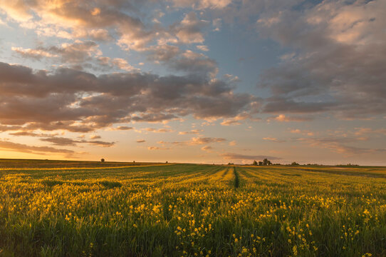 Zborze Bilder Durchsuchen 923 Archivfotos, und Videos