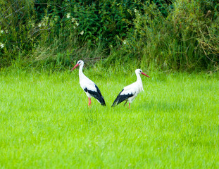 Two storks standing in the green grass