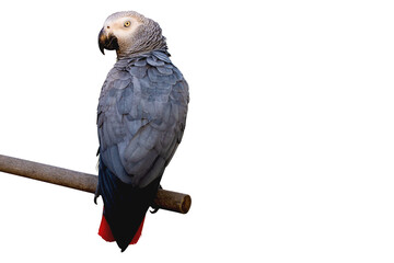 African Gray Perched on a branch, white background and clipping path.