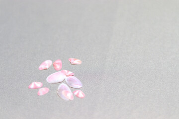 Fototapeta na wymiar グレーバック左下の桜貝
