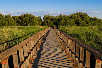 Wooden walkway in the middle of nature. Accessibility. Tablas de Daimiel National Park. Spain.