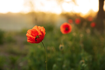 red poppy in the field
