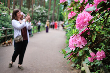 Fototapeta na wymiar Woman photographing flowers in Rhododendrons Park is one of the most popular and beautiful places in Helsinki