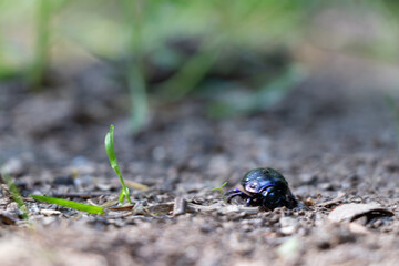 Nature