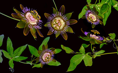 Passion  flower - passiflora isolated on black background