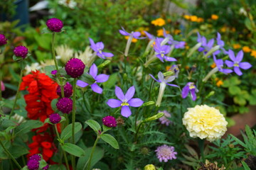 Obraz premium flowers in the garden