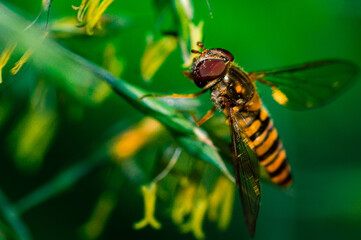 Just landed

A common hoverfly shortly after landing on a blade of grass with a blurred background.