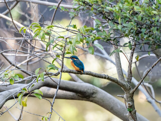 colorful common kingfisher perched by a pond 25