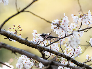 Long tailed bush tit perched in cherry blossoms 1