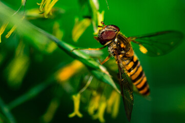 Just landed

A common hoverfly shortly after landing on a blade of grass with a blurred background.