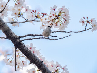 Long tailed bush tit perched in cherry blossoms 9