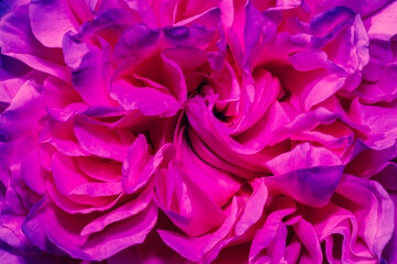 Background selection

Macro picture of a rose blossom with color accents.