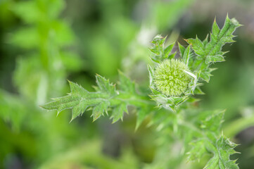 Kugeldistel Echinops Blütenknospe Aufsicht von oben