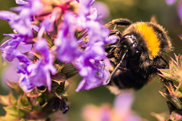 Portrait of a bumblebee