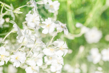 White flowers background.Texture white summer flowers, beautiful summer postcard, nature in the village. wildflowers, field, freshness, dew and rain drops, close-up. gentle green background