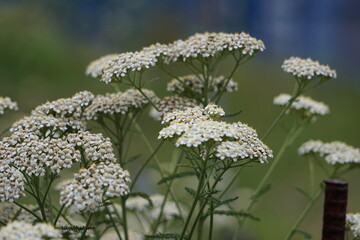 white wild flowers in the garden