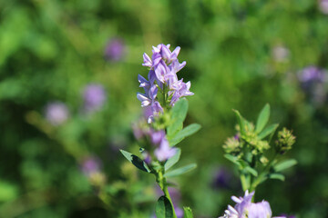 Campo di erba medica (Medicago sativa), primo piano dei fiori dalle diverse tonalità di rosa, indaco, lilla e violetto in una giornata di primavera
