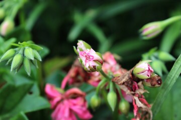 Una pequeña planta en crecimiento 