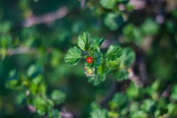 ladybug on a branch background