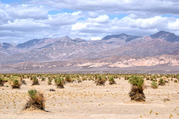 Death Valley, Devils Cornfield, California, USA