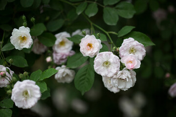 many little pink and white summer roses together with leaves #9
