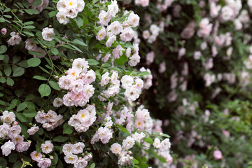 many little pink and white summer roses together with leaves #8