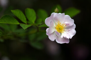 little summer rose close up #3 pink purple coloured