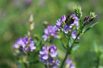 Campo di erba medica (Medicago sativa), primo piano dei fiori dalle diverse tonalità di rosa, indaco, lilla e violetto in una giornata di primavera