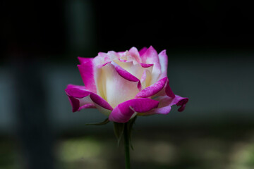 Fototapeta na wymiar gorgeous rose pink and white coloured macro closeup