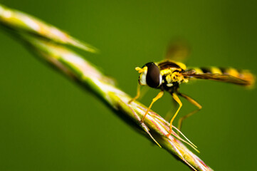Just landed

A common hoverfly shortly after landing on a blade of grass with a blurred background.