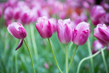lovely pink tulips #1