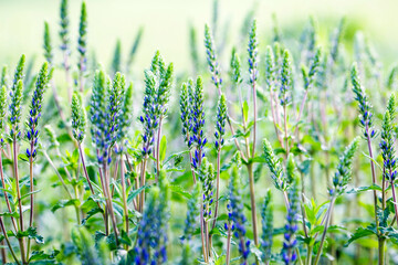 speedwells gypsyweeds Veronica blue coloured wildflower field