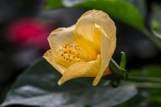 very pretty light yellow hibiscus flower closeup