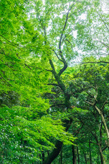 Fototapeta na wymiar 東京都渋谷区代々木にある公園の中の森の景色