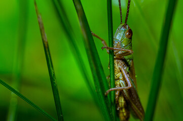 Resting in the meadow

A green grasshopper remains on a blade of grass.