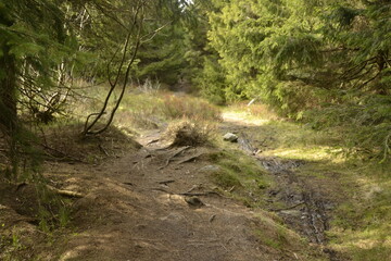 mountain wetland on a mountain hiking trail