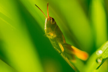 Resting in the meadow

A green grasshopper remains on a blade of grass.