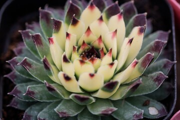 lovely flower-like succulent close up with white colour in the center and green colour on the outer circles and dark red on the tip