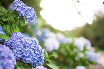 日本のアジサイ。花と葉とボケ。