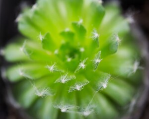 lovely succulent close up #1