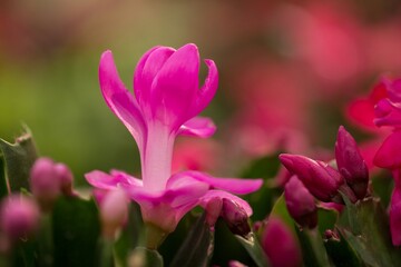 lovely schlumbergera close up with pink and white colour 2
