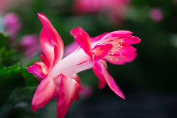 lovely schlumbergera close up with white and pink colour