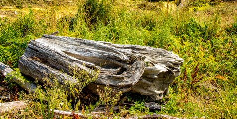 An old piece of driftwood on the bank